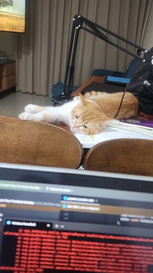 แมวส้ม หาบ้านใหม่ให้แมวส้มฟรี รูปที่ 2