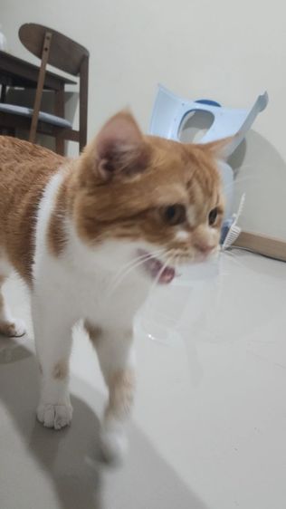 แมวส้ม หาบ้านใหม่ให้แมวส้มฟรี รูปที่ 5