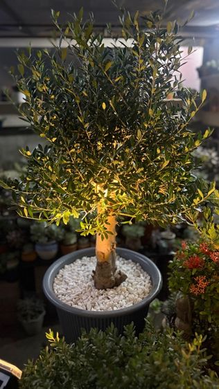 มะกอกโอลีฟ