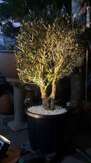 มะกอกโอลีฟ รูปที่ 2