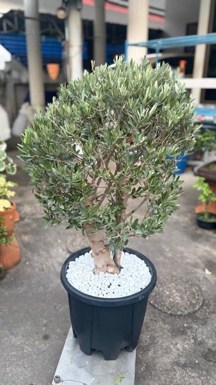 มะกอกโอลีฟ รูปที่ 3