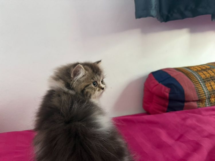 เปอร์เซียร์เเท้ เด็กหญิง รูปที่ 3