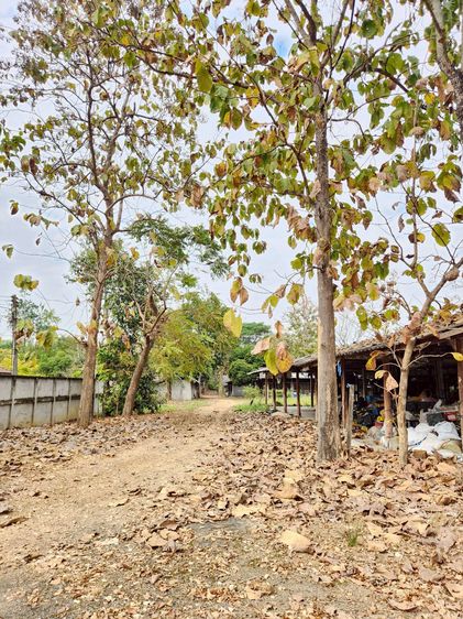 ขายที่ดินเชียงใหม่ ขายที่ดินบ่อสร้าง ต้นเปา ติดถนนใหญ่ รูปที่ 4