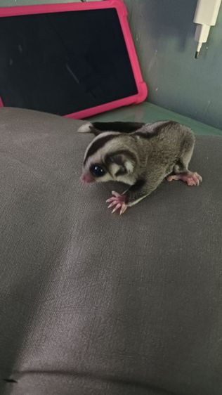 มีตัวเดียว ผู้ 2.3เดือน ปลายหางขาว รูปที่ 3