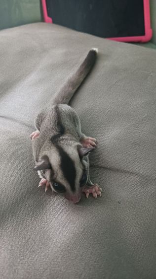 มีตัวเดียว ผู้ 2.3เดือน ปลายหางขาว รูปที่ 2