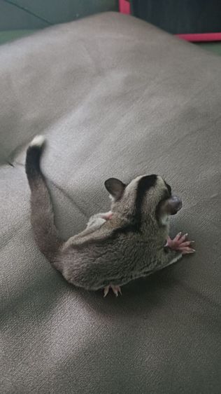 มีตัวเดียว ผู้ 2.3เดือน ปลายหางขาว