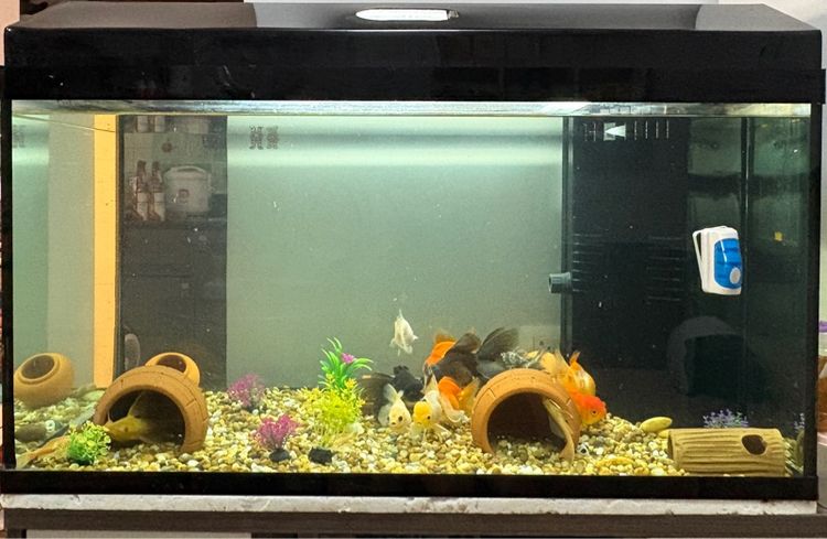 อุปกรณ์ตู้ปลา ตู้ปลา
