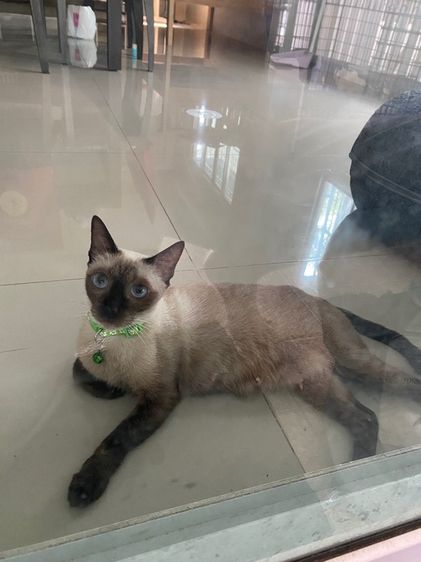 วิเชียรมาศครอกใหม่ใกล้ฉัน รูปที่ 3