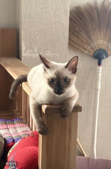 วิเชียรมาศครอกใหม่ใกล้ฉัน รูปที่ 5