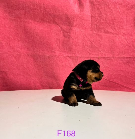 ขายลูกสุนัขร็อตไวเลอร์ รูปที่ 5