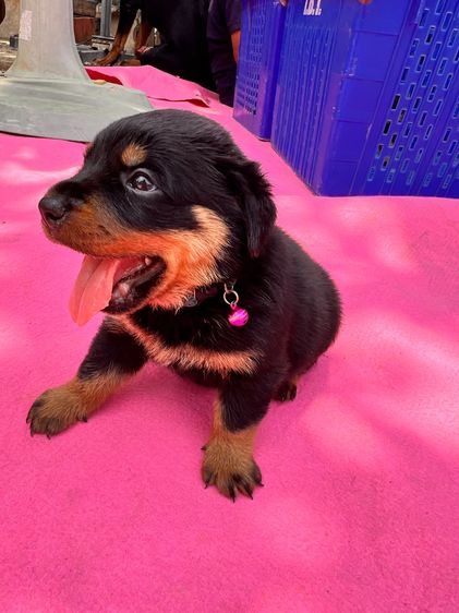ขายลูกสุนัขร็อตไวเลอร์ รูปที่ 2