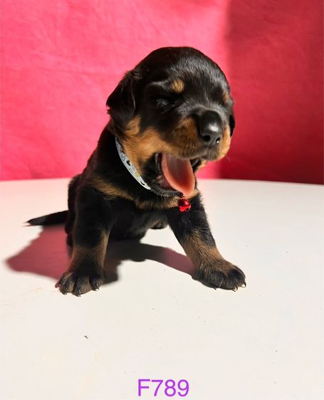 ขายลูกสุนัขร็อตไวเลอร์ รูปที่ 7