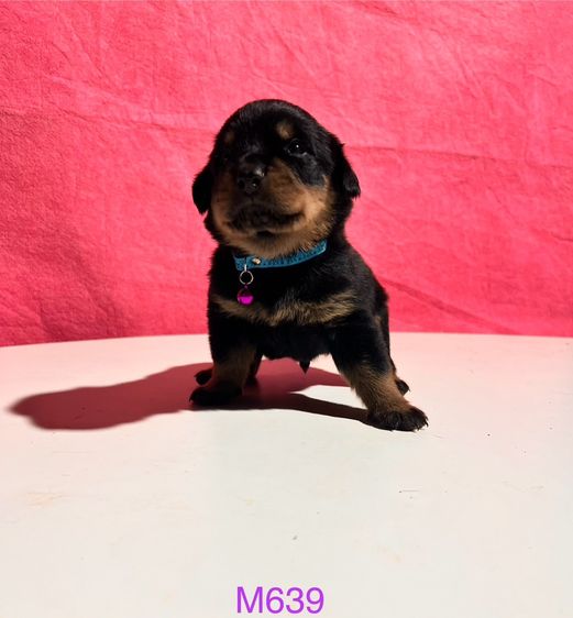 ขายลูกสุนัขร็อตไวเลอร์ รูปที่ 6