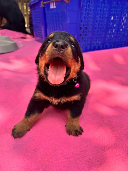 ร็อตไวเลอร์ (Rottweiler) เล็ก ขายลูกสุนัขร็อตไวเลอร์