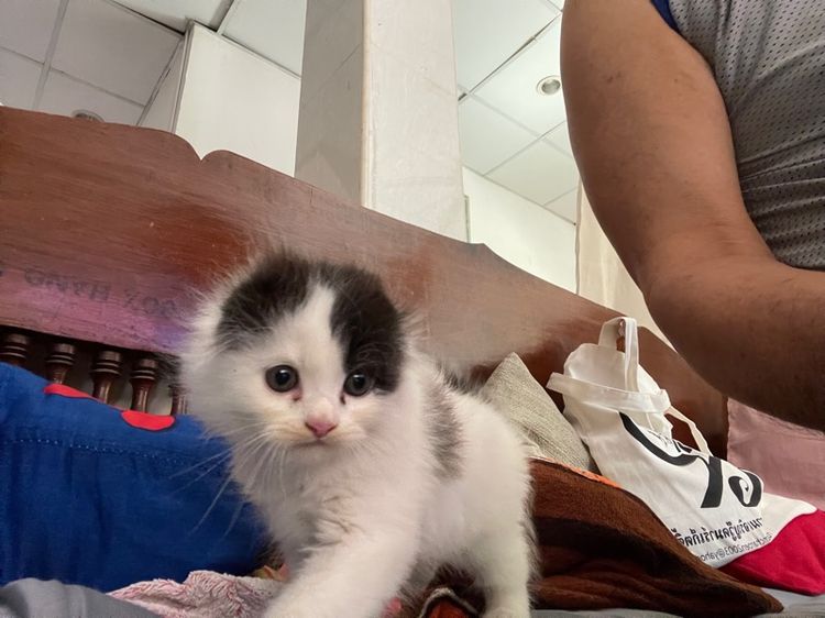 น้องสก็อตติชโฟร์ แท้ รูปที่ 2