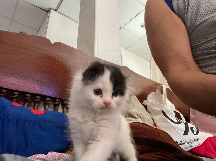 น้องสก็อตติชโฟร์ แท้