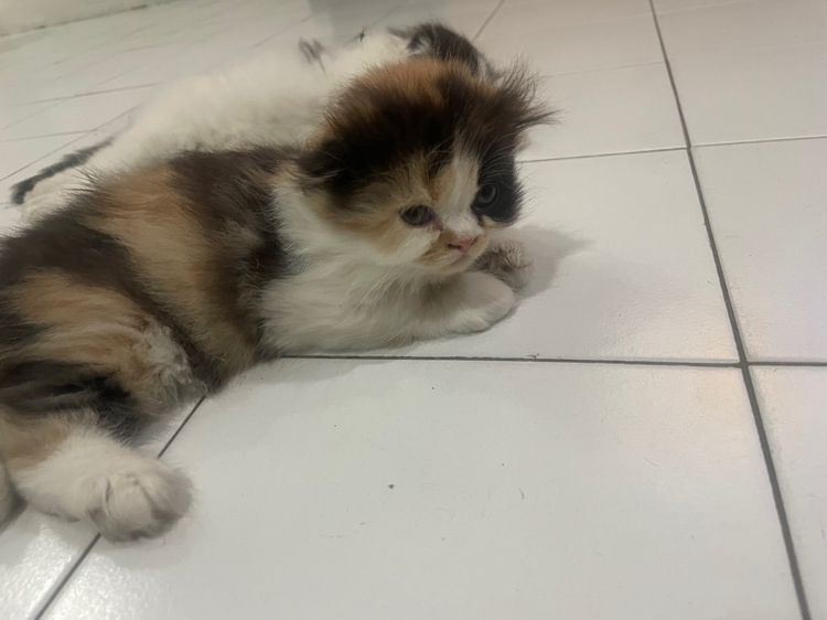 น้องสก็อตติชโฟร์ แท้ รูปที่ 4