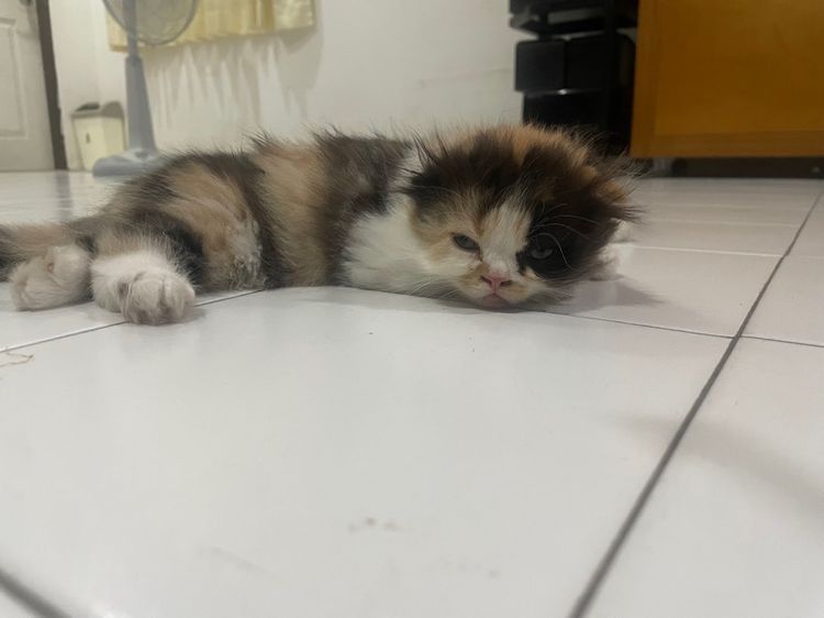 น้องสก็อตติชโฟร์ แท้ รูปที่ 3