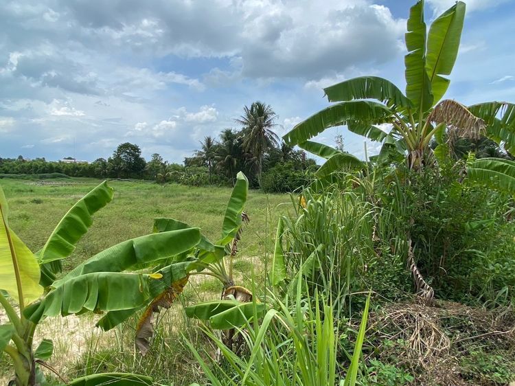 ที่ดิน รูปที่ 4