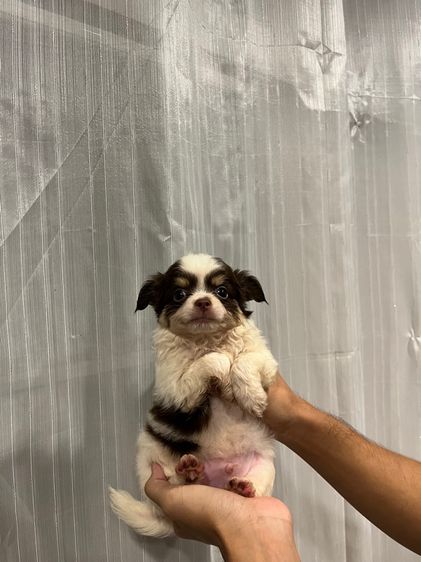 ลูกชิวาว่าขนยาว รูปที่ 3