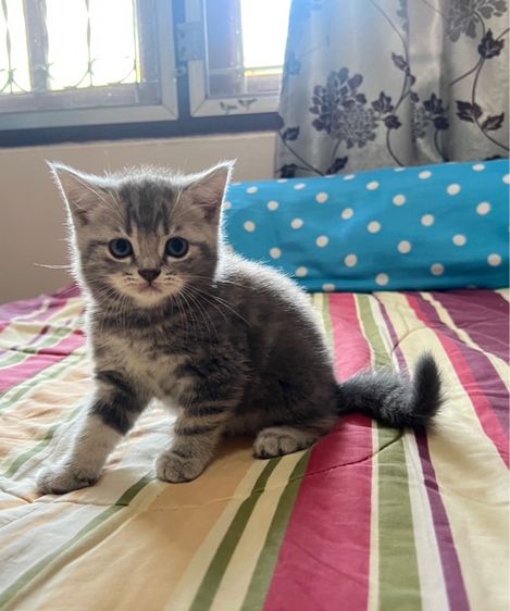 ลูกแมว รูปที่ 3