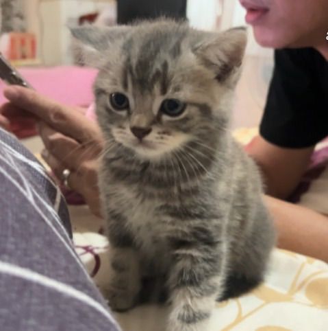 ลูกแมว รูปที่ 5