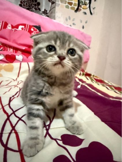 ลูกแมว รูปที่ 4