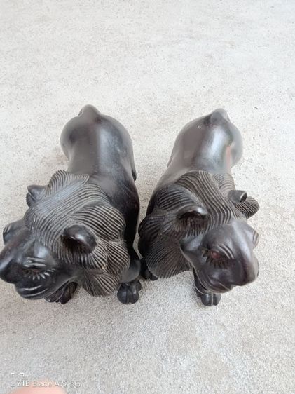 สิงโตดำ สูง6นิ้วยาวถึงหาง11นิ้ว รูปที่ 3