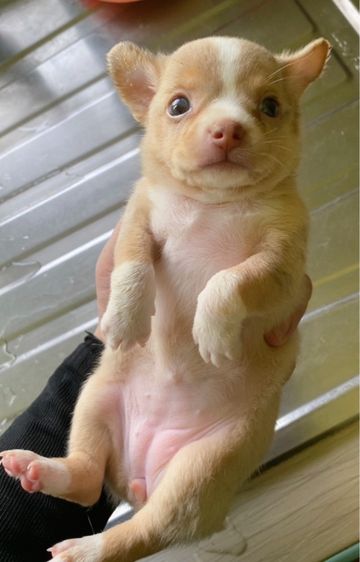 ชิวาวา รูปที่ 2