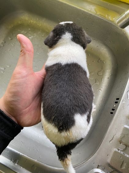 ชิวาวา รูปที่ 3