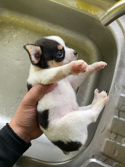 ชิวาวา รูปที่ 4