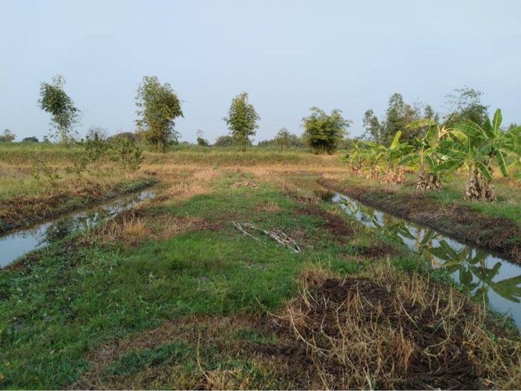 ใช่ ที่ดิน  รูปที่ 3