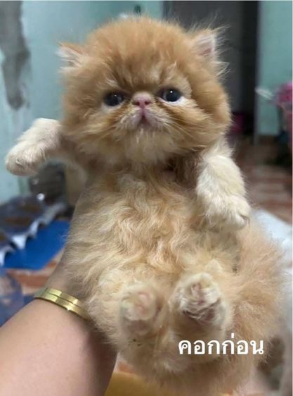 เปิดจองลูกแมวเอ็กโซติกLH รูปที่ 15