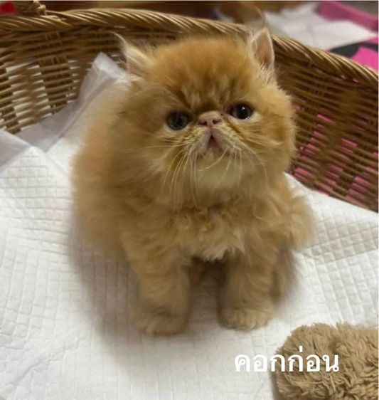 เปิดจองลูกแมวเอ็กโซติกLH รูปที่ 13