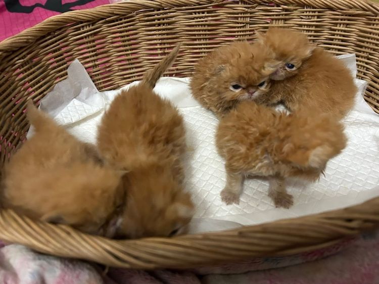 เปิดจองลูกแมวเอ็กโซติกLH รูปที่ 4