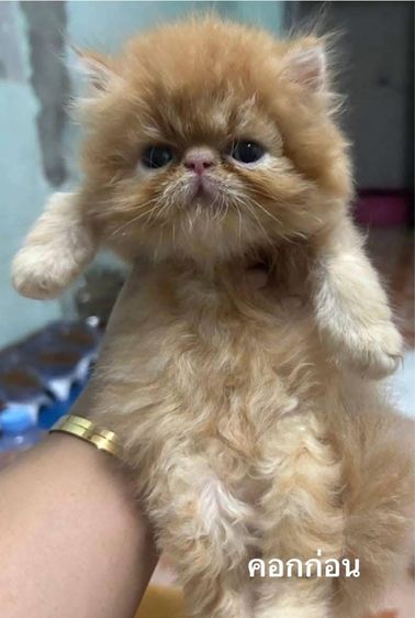 เปิดจองลูกแมวเอ็กโซติกLH รูปที่ 16