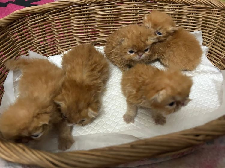 เปิดจองลูกแมวเอ็กโซติกLH รูปที่ 3