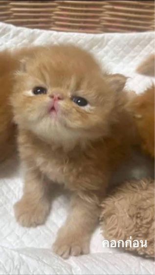 เปิดจองลูกแมวเอ็กโซติกLH รูปที่ 11