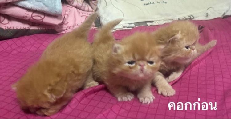 เปิดจองลูกแมวเอ็กโซติกLH รูปที่ 6