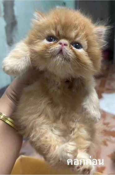 เปิดจองลูกแมวเอ็กโซติกLH รูปที่ 14