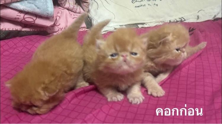 เปิดจองลูกแมวเอ็กโซติกLH รูปที่ 8