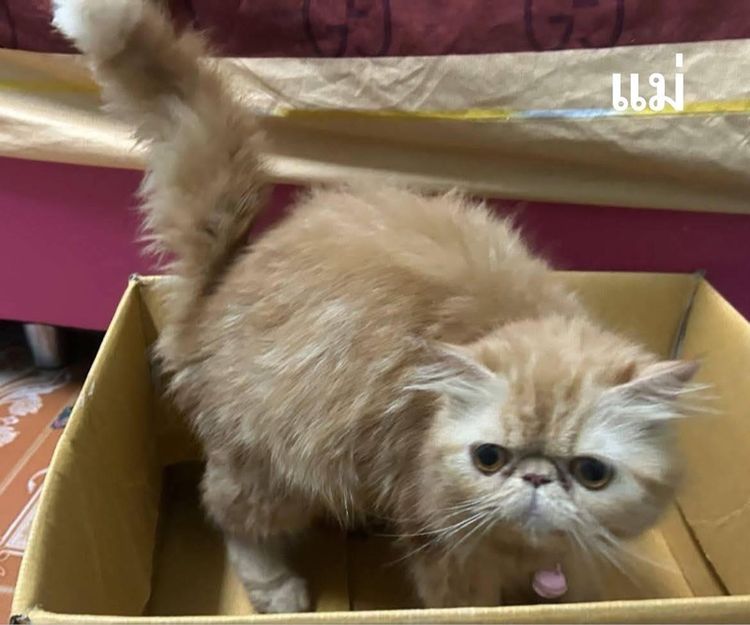 เปิดจองลูกแมวเอ็กโซติกLH รูปที่ 17