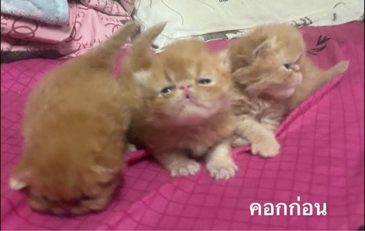 เปิดจองลูกแมวเอ็กโซติกLH รูปที่ 5