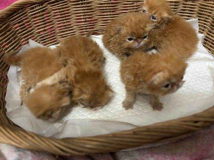 เปิดจองลูกแมวเอ็กโซติกLH รูปที่ 2