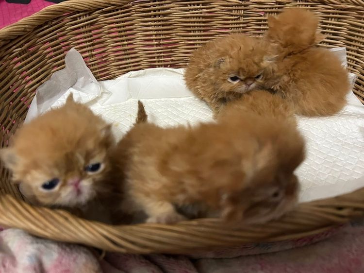 เปิดจองลูกแมวเอ็กโซติกLH