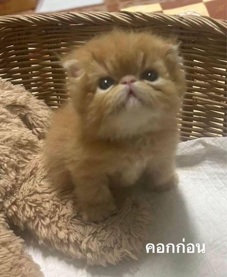 เปิดจองลูกแมวเอ็กโซติกLH รูปที่ 12