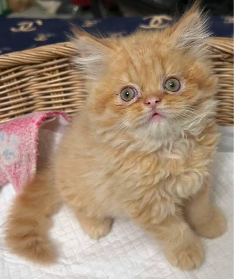 แมวเปอร์เซียผสมเอ็กโซติกLH รูปที่ 3