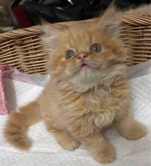 แมวเปอร์เซียผสมเอ็กโซติกLH รูปที่ 5