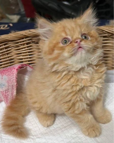 แมวเปอร์เซียผสมเอ็กโซติกLH รูปที่ 2