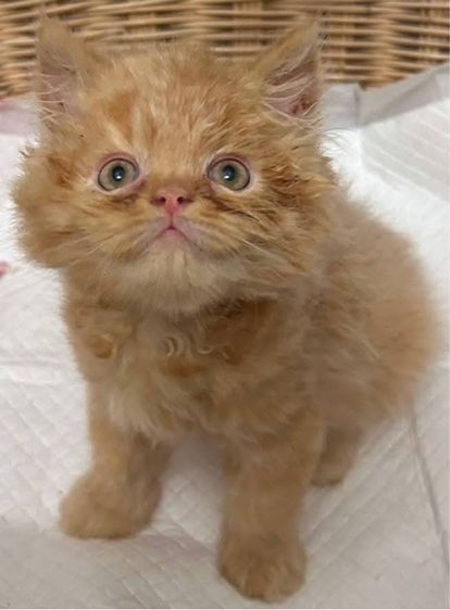 แมวเปอร์เซียผสมเอ็กโซติกLH รูปที่ 7